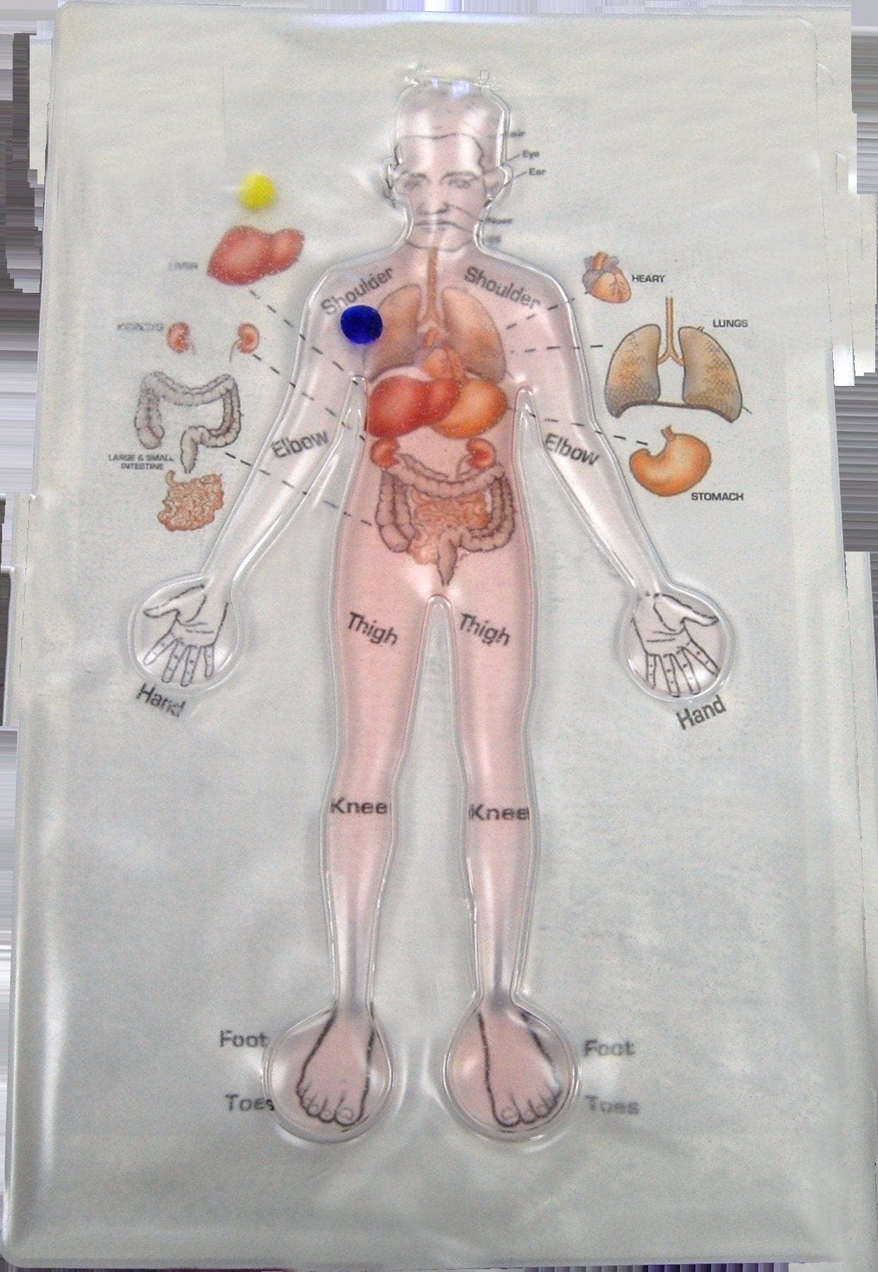 SkilCare SkilCare Human Anatomy Gel Maze 914731