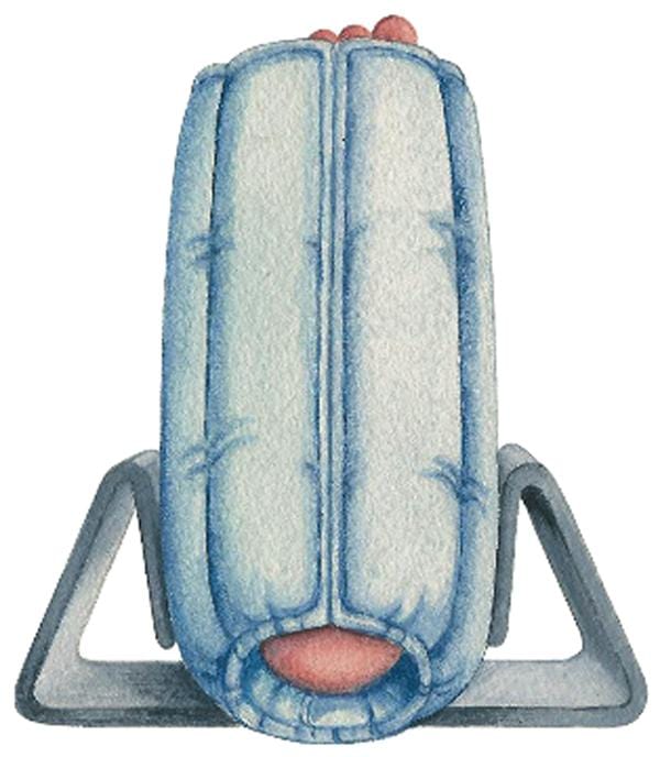 SkilCare SkilCare Bilateral Anti-Rotation - Plastic, MD/LG